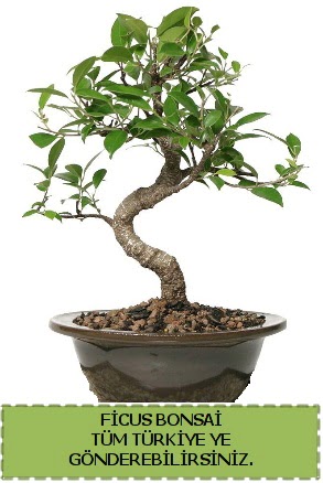 Ficus bonsai  Dzce internetten iek siparii 