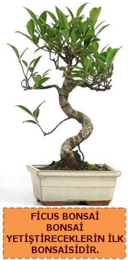 Ficus bonsai 15 ile 25 cm arasndadr  Dzce iek siparii vermek 