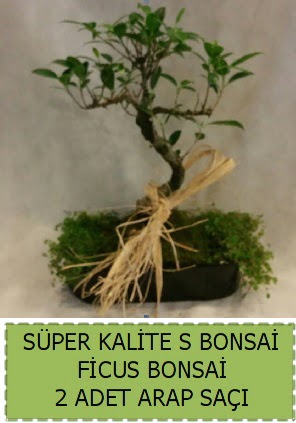 Ficus S Bonsai ve arap saçı  Düzce cicek , cicekci 