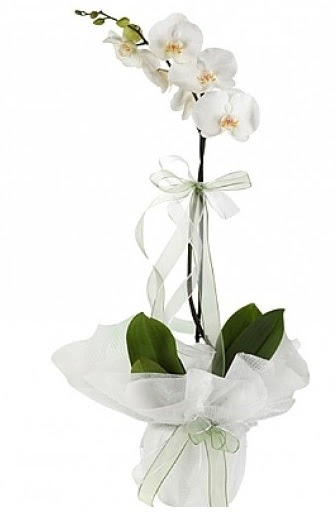 Tekli Beyaz Orkide  Dzce anneler gn iek yolla 
