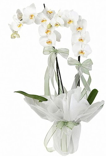 ift Dall Beyaz Orkide  Dzce iek yolla 