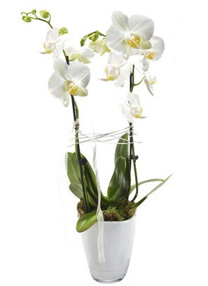 2 dall beyaz seramik beyaz orkide sakss  Dzce internetten iek siparii 