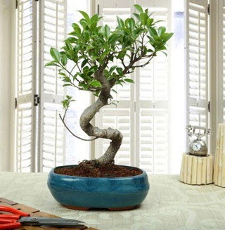 Amazing Bonsai Ficus S thal  Dzce kaliteli taze ve ucuz iekler 