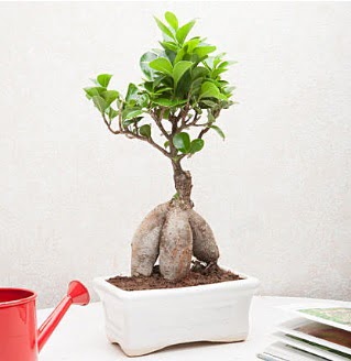 Exotic Ficus Bonsai ginseng  Dzce iek sat 