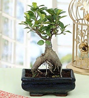 Appealing Ficus Ginseng Bonsai  Dzce iek yolla 
