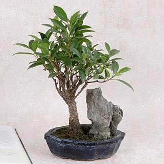 Japon aac Evergreen Ficus Bonsai  Dzce internetten iek siparii 