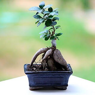 Marvellous Ficus Microcarpa ginseng bonsai  Dzce gvenli kaliteli hzl iek 