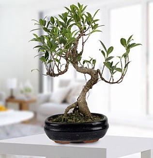 Gorgeous Ficus S shaped japon bonsai  Dzce ieki maazas 