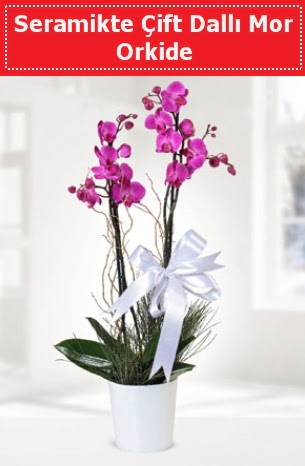 Seramikte Çift Dallı Mor Orkide  Düzce çiçek yolla 