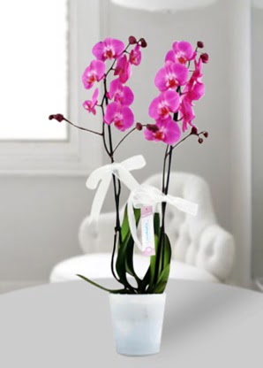 Çift dallı mor orkide  Düzce çiçek mağazası , çiçekçi adresleri 
