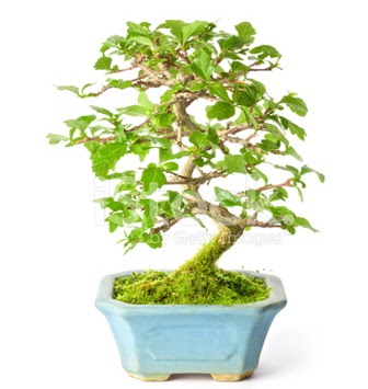 S zerkova bonsai ksa sreliine  Dzce iekiler 
