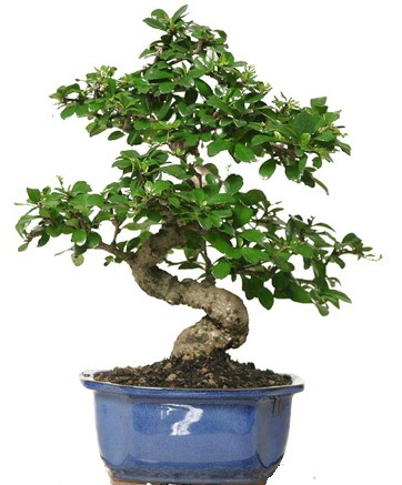 21 ile 25 cm arası özel S bonsai japon ağacı  Düzce cicek , cicekci 