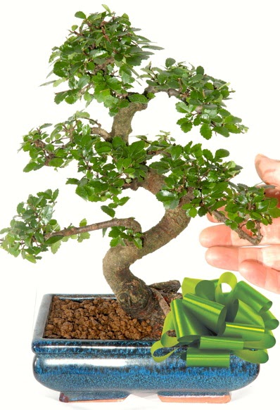 Yaklak 25 cm boyutlarnda S bonsai  Dzce iek online iek siparii 