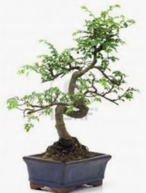 S gvde bonsai minyatr aa japon aac  Dzce cicekciler , cicek siparisi 