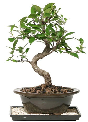 Altn kalite Ficus S bonsai  Dzce cicek , cicekci  Sper Kalite