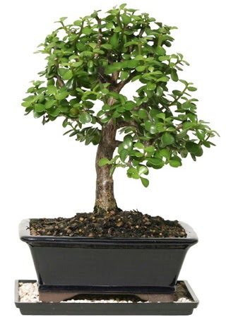 15 cm civar Zerkova bonsai bitkisi  Dzce iek online iek siparii 