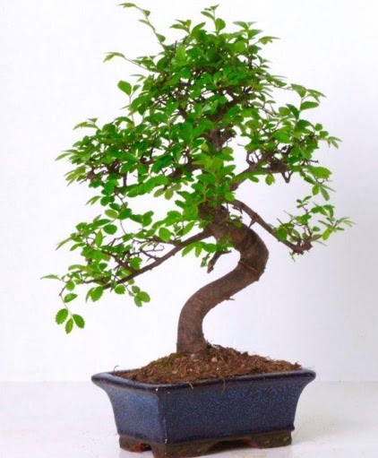 S gvdeli bonsai minyatr aa japon aac  Dzce internetten iek siparii 
