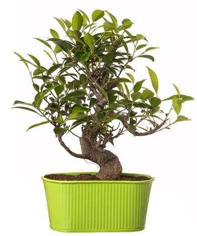 Ficus S gövdeli muhteşem bonsai  Düzce çiçek online çiçek siparişi 
