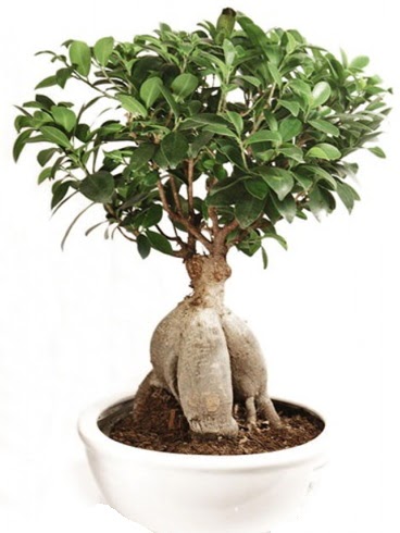 Ginseng bonsai japon aac ficus ginseng  Dzce iekiler 