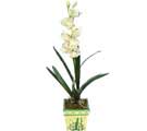Özel Yapay Orkide Beyaz   Düzce çiçek siparişi sitesi 