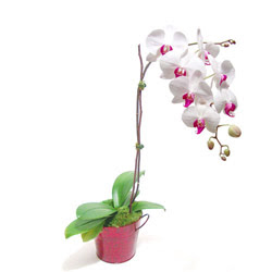  Düzce online çiçek gönderme sipariş  Saksida orkide