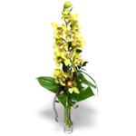  Düzce çiçekçiler  cam vazo içerisinde tek dal canli orkide