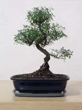 ithal bonsai saksi çiçegi  Düzce güvenli kaliteli hızlı çiçek 
