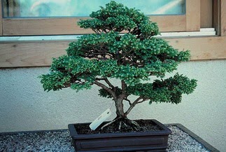 ithal bonsai saksi çiçegi  Düzce çiçek gönderme sitemiz güvenlidir 