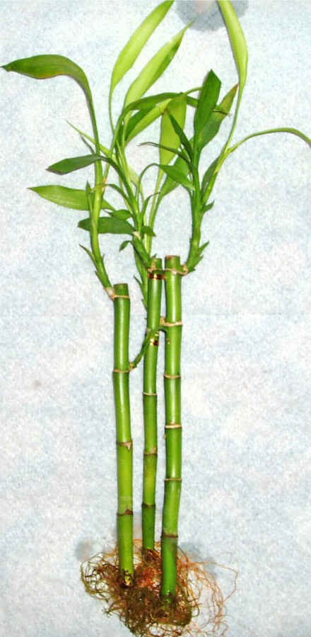 Lucky Bamboo 3 adet vazo hediye edilir   Dzce online ieki , iek siparii 