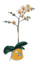  Düzce yurtiçi ve yurtdışı çiçek siparişi  Phalaenopsis Orkide ithal kalite