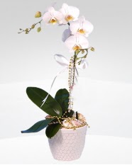 1 dallı orkide saksı çiçeği  Düzce çiçek siparişi sitesi 