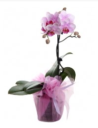 1 dal pembe orkide saksı çiçeği  Düzce ucuz çiçek gönder 