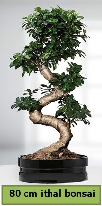 80 cm özel saksıda bonsai bitkisi  Düzce cicek , cicekci 