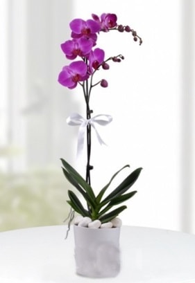 Tek dallı saksıda mor orkide çiçeği  Düzce çiçek mağazası , çiçekçi adresleri 