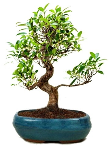 25 cm ile 30 cm aralığında Ficus S bonsai  Düzce internetten çiçek siparişi 